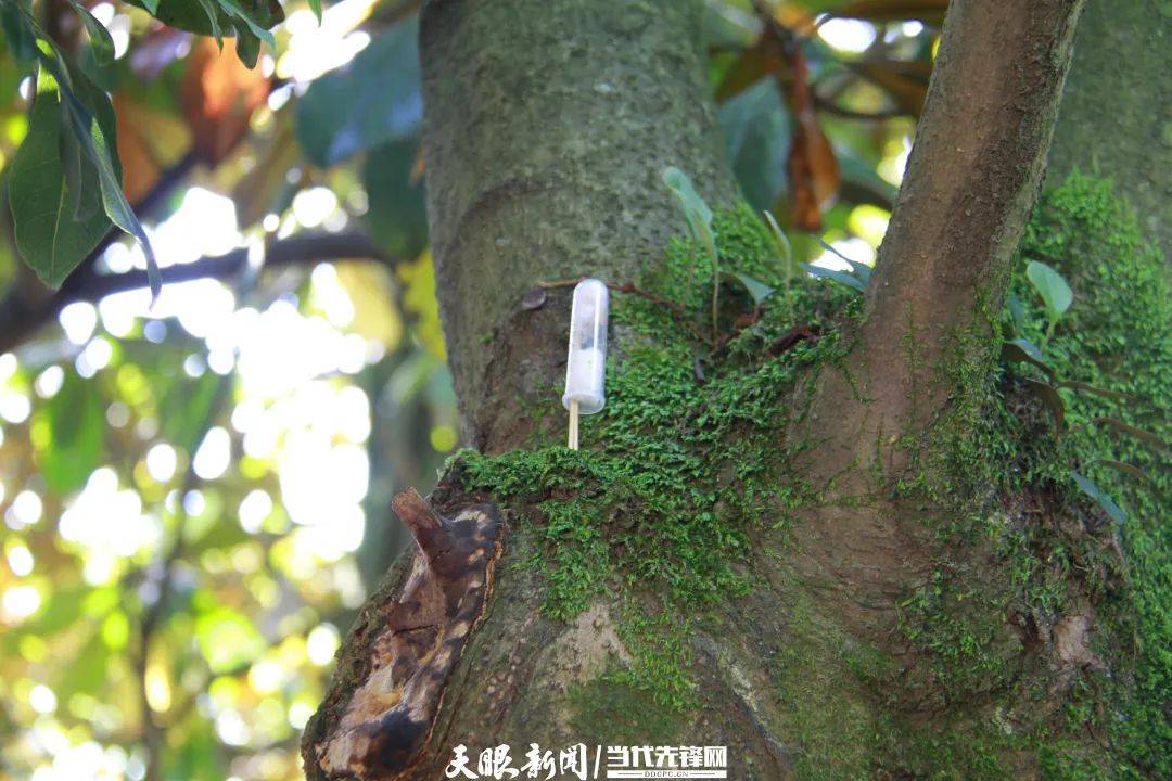 貴陽阿哈湖國家濕地公園“以蟲治蟲”防治林業(yè)害蟲顯奇效:害蟲防治

