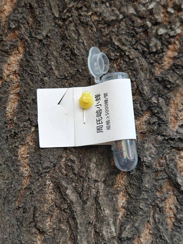 以蟲(chóng)治蟲(chóng)護(hù)綠 生物防治顯效:生物防治