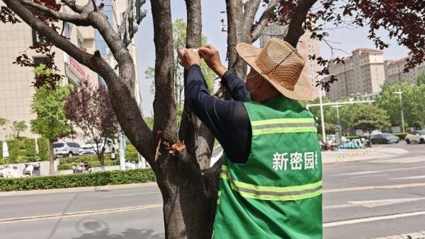 新密市：以蟲治蟲護(hù)綠 生物防治顯效:生物防治