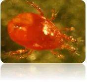 蟲蟲趕大集？生物防治戰(zhàn)士神秘亮相<strong></p>
<p>生物防治</strong>！:生物防治