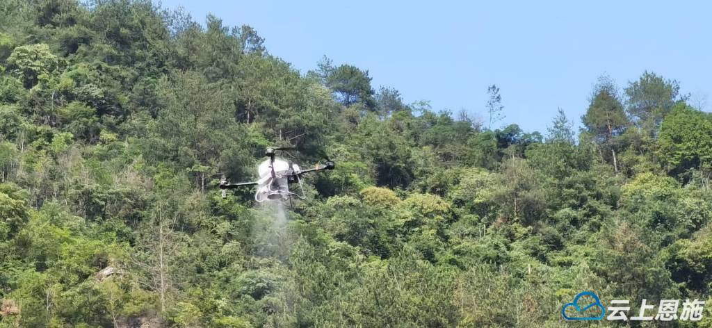 咸豐：無人機(jī)助力 生物防治鞏固松材線蟲病防控成果:生物防治