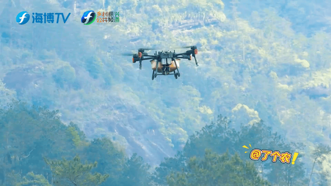 無人機(jī)+生物防治 新科技守護(hù)武夷春茶:生物防治
