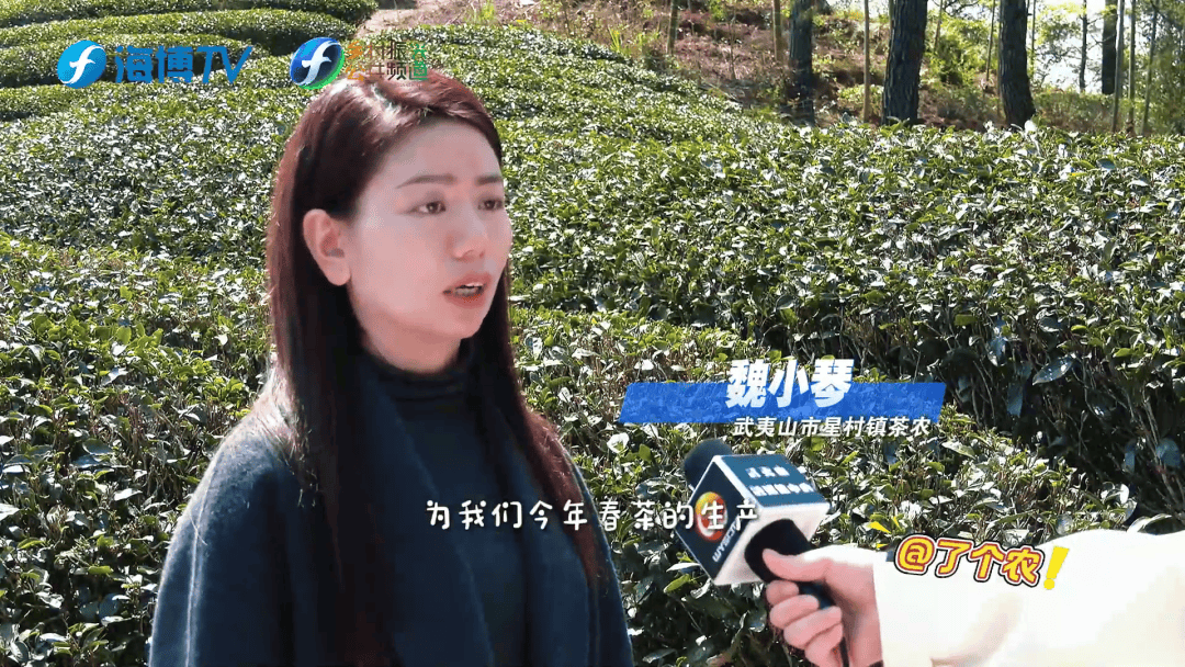 無人機+生物防治 新科技守護武夷春茶:生物防治